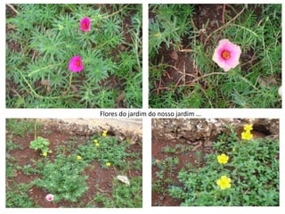 Flores do jardim do nosso jardim ...
 