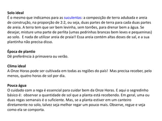 Solo ideal
É o mesmo que indicamos para as suculentas: a composição de terra adubada e areia
de construção, na proporção de 2:2, ou seja, duas partes de terra para cada duas partes
de areia. A terra tem que ser bem levinha, sem torrões, para drenar bem a água. Se
desejar, misture uma parte de perlita (umas pedrinhas brancas bem leves e pequeninas)
ao solo. E nada de utilizar areia de praia!! Essa areia contém altas doses de sal, e a sua
plantinha não precisa disso.
Época de plantio
Dê preferência à primavera ou verão.
Clima ideal
A Onze Horas pode ser cultivada em todas as regiões do país! Mas precisa receber, pelo
menos, quatro horas de sol por dia.
Pouca água
O cuidado com a rega é essencial para cuidar bem da Onze Horas. E aqui o segredinho
básico é: observar a quantidade de sol que a planta está recebendo. Em geral, uma ou
duas regas semanais é o suficiente. Mas, se a planta estiver em um canteiro
diretamente no solo, talvez seja melhor regar um pouco mais. Observe, regue e veja
como ela se comporta.
 