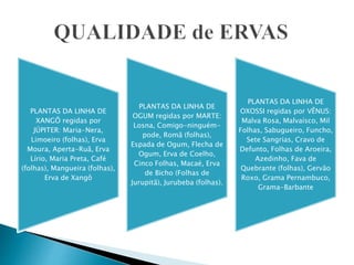 PLANTAS DA LINHA DE
XANGÔ regidas por
JÚPITER: Maria-Nera,
Limoeiro (folhas), Erva
Moura, Aperta-Ruã, Erva
Lírio, Maria Preta, Café
(folhas), Mangueira (folhas),
Erva de Xangô
PLANTAS DA LINHA DE
OGUM regidas por MARTE:
Losna, Comigo-ninguém-
pode, Romã (folhas),
Espada de Ogum, Flecha de
Ogum, Erva de Coelho,
Cinco Folhas, Macaé, Erva
de Bicho (Folhas de
Jurupitã), Jurubeba (folhas).
PLANTAS DA LINHA DE
OXOSSI regidas por VÊNUS:
Malva Rosa, Malvaísco, Mil
Folhas, Sabugueiro, Funcho,
Sete Sangrias, Cravo de
Defunto, Folhas de Aroeira,
Azedinho, Fava de
Quebrante (folhas), Gervão
Roxo, Grama Pernambuco,
Grama-Barbante
 