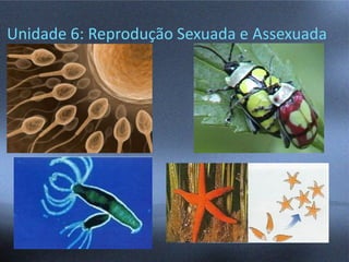 Unidade 6: Reprodução Sexuada e Assexuada
 