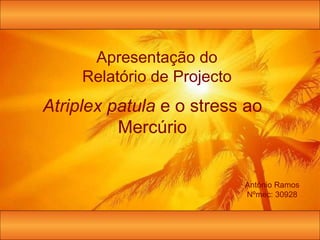 Apresentação do Relatório de Projecto António Ramos Nºmec: 30928 Atriplex patula  e o stress ao Mercúrio 