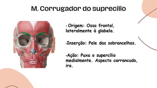 M. Corrugador do suprecílio
 