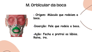 M. Orbicular da boca
 