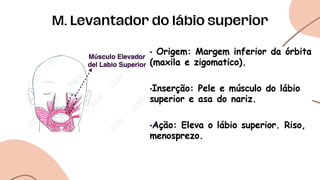 M. Levantador do lábio superior
 