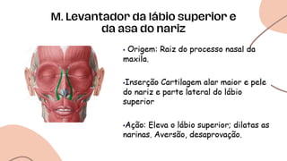 M. Levantador da lábio superior e
da asa do nariz
 