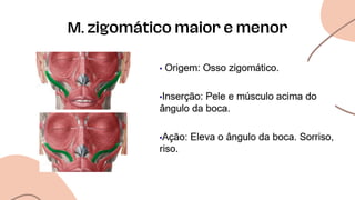 M. zigomático maior e menor
 
