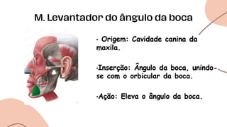 M. Levantador do ângulo da boca
 