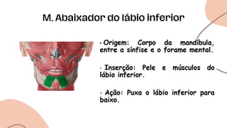 M. Abaixador do lábio inferior
 
