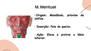 M. Mentual
 