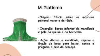 M. Platisma
 