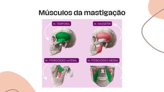 Músculos da mastigação
 