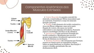 Componentes Anatômicos dos
Músculos Estriados:
Ventre Muscular é a porção contrátil do
Tendão é um elemento de tecido conjuntivo,
Aponeurose é uma estrutura formada por
Bainhas Tendíneas são estruturas que formam
músculo, constituída por fibras musculares que
se contraem. Constitui o corpo do músculo
(porção carnosa).
ricos em fibras colágenas e que serve para
fixação do ventre, em ossos, no tecido
subcutâneo e em cápsulas articulares. Possuem
aspecto morfológico de fitas ou de cilindros.
tecido conjuntivo. Membrana que envolve
grupos musculares. Geralmente apresenta-se em
forma de lâminas ou em leques.
pontes ou túneis entre as superfícies ósseas
sobre as quais deslizam os tendões. Sua função é
conter o tendão, permitindo-lhe um
deslizamento fácil.
 