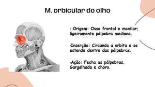 M. orbicular do olho
 