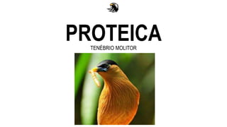PROTEICA
TENÉBRIO MOLITOR
 