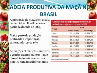 CADEIA PRODUTIVA DA MAÇÃ NO
BRASIL
A produção de maçãs em escala
comercial no Brasil ocorre a
partir da década de 1969.
Maior parte da produção
destinada a importação
exportando cerca 15%.
Alterações climáticas –granizos
e geadas extemporâneas – que
tem afetado intensamente a
pomicultura nos últimos anos.

 