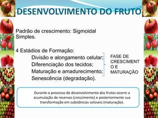 DESENVOLVIMENTO DO FRUTO
Padrão de crescimento: Sigmoidal
Simples.
4 Estádios de Formação:
Divisão e alongamento celular;
Diferenciação dos tecidos;
Maturação e amadurecimento;
Senescência (degradação).

FASE DE
CRESCIMENT
OE
MATURAÇÃO

Durante o processo de desenvolvimento dos frutos ocorre a
acumulação de reservas (crescimento) e posteriormente sua
transformação em substâncias solúveis (maturação).

 