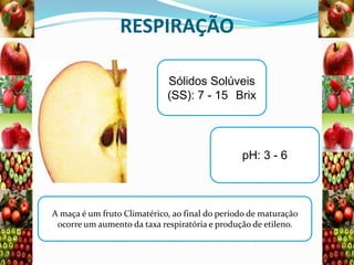 RESPIRAÇÃO
Sólidos Solúveis
(SS): 7 - 15 Brix

pH: 3 - 6

A maça é um fruto Climatérico, ao final do período de maturação
ocorre um aumento da taxa respiratória e produção de etileno.

 