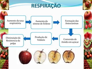 RESPIRAÇÃO
Aumento da taxa
respiratória

Diminuição da
Resistencia da
polpa

Aumento da
síntese de Etileno

Produção de
Voláteis

Formação das
Antocianinas

Conversão de
Amido em açúcar

 