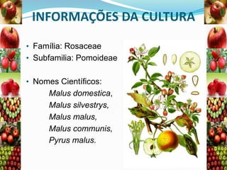 INFORMAÇÕES DA CULTURA
• Família: Rosaceae

• Subfamilia: Pomoideae
• Nomes Científicos:

Malus domestica,
Malus silvestrys,
Malus malus,
Malus communis,
Pyrus malus.

 