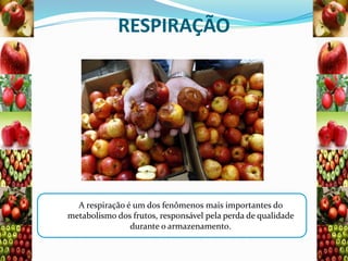 RESPIRAÇÃO

A respiração é um dos fenômenos mais importantes do
metabolismo dos frutos, responsável pela perda de qualidade
durante o armazenamento.

 