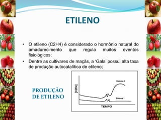 ETILENO
• O etileno (C2H4) é considerado o hormônio natural do
amadurecimento
que
regula
muitos
eventos
fisiológicos;
• Dentre as cultivares de maçãs, a „Gala‟ possui alta taxa
de produção autocatalítica de etileno;

PRODUÇÃO
DE ETILENO

 