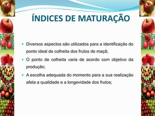 ÍNDICES DE MATURAÇÃO
 Diversos aspectos são utilizados para a identificação do

ponto ideal de colheita dos frutos de maçã;
 O ponto de colheita varia de acordo com objetivo da

produção;
 A escolha adequada do momento para a sua realização

afeta a qualidade e a longevidade dos frutos;

 