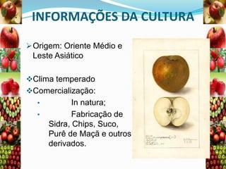 INFORMAÇÕES DA CULTURA
 Origem: Oriente Médio e

Leste Asiático
Clima temperado
Comercialização:
•
•

In natura;
Fabricação de
Sidra, Chips, Suco,
Purê de Maçã e outros
derivados.

 