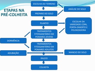 ESCOLHA DO TERRENO

ETAPAS NA
PRÉ-COLHEITA

ANÁLISE DO SOLO
PREPARO DO SOLO

PLANTIO
TRATAMENTOS
FITOSSANITÁRIO EM
POMARES JOVENS

ESCOLHA DA
VARIEDADE COPA,
PORTA-ENXERTO E
POLINIZADORA

DORMÊNCIA
TRATAMENTOS
FITOSSANITÁRIO EM
POMARES ADULTOS
MANEJO DO SOLO

ADUBAÇÃO
RALEIO

COLHEITA

 
