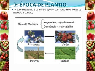  ÉPOCA DE PLANTIO
 A época de plantio é de junho a agosto, com florada nos meses de

setembro e outubro;

 