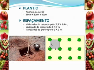  PLANTIO
Abertura de covas
80cm x 80cm x 80cm

 ESPAÇAMENTO
Variedades de pequeno porte 3,5 X 3,5 m;
Variedade de porte médio 6 X 6 m;
Variedades de grande porte 9 X 9 m;

 
