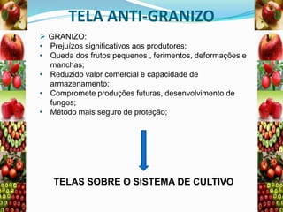 TELA ANTI-GRANIZO
 GRANIZO:
• Prejuízos significativos aos produtores;
• Queda dos frutos pequenos , ferimentos, deformações e
manchas;
• Reduzido valor comercial e capacidade de
armazenamento;
• Compromete produções futuras, desenvolvimento de
fungos;
• Método mais seguro de proteção;

TELAS SOBRE O SISTEMA DE CULTIVO

 
