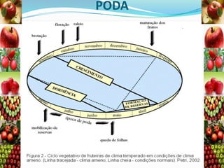 PODA

 