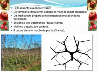  Feita durante o outono inverno;
 De formação: dará forma à macieira visando maior produção;
 De frutificação: prepara a macieira para uma abundante

frutificação
 Eficiência dos tratamentos fitossanitários;
 Melhora a qualidade da fruta;
 4 podas até a formação da planta (3 anos);

 