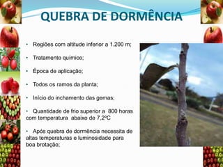 QUEBRA DE DORMÊNCIA
• Regiões com altitude inferior a 1.200 m;
• Tratamento químico;
• Época de aplicação;
• Todos os ramos da planta;
• Início do inchamento das gemas;
• Quantidade de frio superior a 800 horas
com temperatura abaixo de 7,2ºC
• Após quebra de dormência necessita de
altas temperaturas e luminosidade para
boa brotação;

 