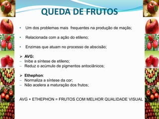 QUEDA DE FRUTOS
•

Um dos problemas mais frequentes na produção de maçãs;

•

Relacionada com a ação do etileno;

•

Enzimas que atuam no processo de abscisão;

 AVG:
Inibe a síntese de etileno;
Reduz o acúmulo de pigmentos antociânicos;
 Ethephon:
Normaliza a síntese da cor;
Não acelera a maturação dos frutos;

AVG + ETHEPHON = FRUTOS COM MELHOR QUALIDADE VISUAL

 