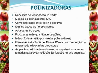 POLINIZADORAS
 Necessita de fecundação cruzada;










Mínimo de polinizadoras 12%;
Compatibilidade entre pólen e estigma;
Mesma época de florescimento;
Abundante floração;
Produzir grande quantidade de pólen;
Induzir forte atração por insetos polinizadores;
Plantadas a distância de 10 m a 12 m ou na proporção de
uma a cada oito plantas produtoras;
As plantas polinizadoras devem ser as primeiras a serem
raleadas para evitar redução da floração no ano seguinte;

 