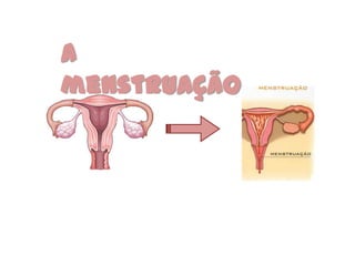 A
menstruação
 
