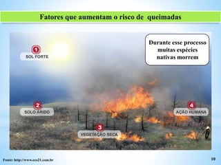 10
Fatores que aumentam o risco de queimadas
Durante esse processo
muitas espécies
nativas morrem
Fonte: http://www.eco21.com.br
 