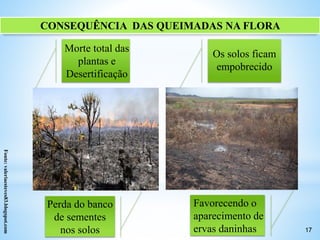 CONSEQUÊNCIA DAS QUEIMADAS NA FLORA
17
Os solos ficam
empobrecido
Favorecendo o
aparecimento de
ervas daninhas
Morte total das
plantas e
Desertificação
Perda do banco
de sementes
nos solos
Fonte:valeriaesteves83.blogspot.com
 
