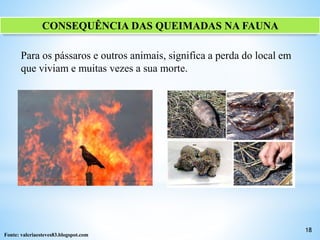 CONSEQUÊNCIA DAS QUEIMADAS NA FAUNA
18
Para os pássaros e outros animais, significa a perda do local em
que viviam e muitas vezes a sua morte.
Fonte: valeriaesteves83.blogspot.com
 