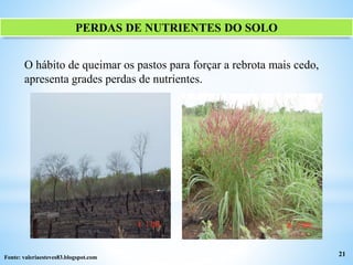 PERDAS DE NUTRIENTES DO SOLO
O hábito de queimar os pastos para forçar a rebrota mais cedo,
apresenta grades perdas de nutrientes.
21Fonte: valeriaesteves83.blogspot.com
 