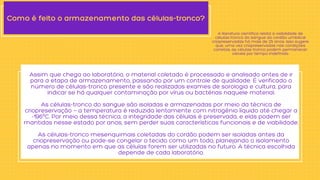 Assim que chega ao laboratório, o material coletado é processado e analisado antes de ir
para a etapa de armazenamento, passando por um controle de qualidade. É verificado o
número de células-tronco presente e são realizados exames de sorologia e cultura, para
indicar se há qualquer contaminação por vírus ou bactérias naquele material.


As células-tronco do sangue são isoladas e armazenadas por meio da técnica de
criopreservação — a temperatura é reduzida lentamente com nitrogênio líquido até chegar a
-196ºC. Por meio dessa técnica, a integridade das células é preservada, e elas podem ser
mantidas nesse estado por anos, sem perder suas características funcionais e de viabilidade.


As células-tronco mesenquimais coletadas do cordão podem ser isoladas antes da
criopreservação ou pode-se congelar o tecido como um todo, planejando o isolamento
apenas no momento em que as células forem ser utilizadas no futuro. A técnica escolhida
depende de cada laboratório.
Como é feito o armazenamento das células-tronco?
A literatura científica relata a viabilidade de
células-tronco do sangue do cordão umbilical
criopreservadas há mais de 25 anos. Isso sugere
que, uma vez criopreservadas nas condições
corretas, as células-tronco podem permanecer
viáveis por tempo indefinido.
 
