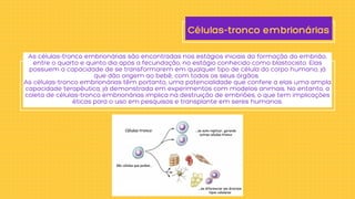 Células-tronco embrionárias
As células-tronco embrionárias são encontradas nos estágios iniciais da formação do embrião,
entre o quarto e quinto dia após a fecundação, no estágio conhecido como blastocisto. Elas
possuem a capacidade de se transformarem em qualquer tipo de célula do corpo humano, já
que dão origem ao bebê, com todos os seus órgãos.
As células-tronco embrionárias têm portanto, uma potencialidade que confere a elas uma ampla
capacidade terapêutica, já demonstrada em experimentos com modelos animais. No entanto, a
coleta de células-tronco embrionárias implica na destruição de embriões, o que tem implicações
éticas para o uso em pesquisas e transplante em seres humanos.
 