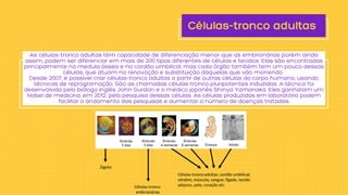 Células-tronco adultas
As células-tronco adultas têm capacidade de diferenciação menor que as embrionárias porém ainda
assim, podem ser diferenciar em mais de 200 tipos diferentes de células e tecidos. Elas são encontradas
principalmente na medula óssea e no cordão umbilical, mas cada órgão também tem um pouco dessas
células, que atuam na renovação e substituição daquelas que vão morrendo.
Desde 2007, é possível criar células-tronco adultas a partir de outras células do corpo humano, usando
técnicas de reprogramação. São as chamadas células-tronco pluripotentes induzidas. A técnica foi
desenvolvida pelo biólogo inglês John Gurdon e o médico japonês Shinya Yamanaka. Eles ganharam um
Nobel de medicina, em 2012, pela pesquisa dessas células. As células produzidas em laboratório podem
facilitar o andamento das pesquisas e aumentar o número de doenças tratadas.
 