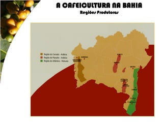 A CAFEICULTURA NA BAHIA
      Regiões Produtoras
 
