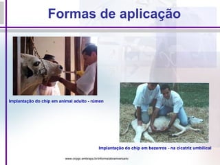 Formas de aplicação Implantação do chip em animal adulto - rúmen Implantação do chip em bezerros - na cicatriz umbilical www.cnpgc.embrapa.br/informa/abraniversario   