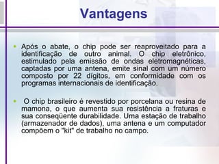 Vantagens Após o abate, o chip pode ser reaproveitado para a identificação de outro animal. O chip eletrônico, estimulado pela emissão de ondas eletromagnéticas, captadas por uma antena, emite sinal com um número composto por 22 dígitos, em conformidade com os programas internacionais de identificação. O chip brasileiro é revestido por porcelana ou resina de mamona, o que aumenta sua resistência a fraturas e sua conseqüente durabilidade. Uma estação de trabalho (armazenador de dados), uma antena e um computador compõem o "kit" de trabalho no campo. 