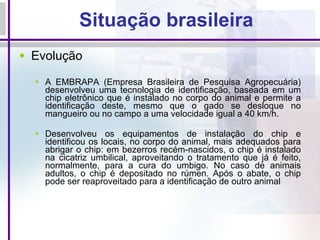 Situação brasileira Evolução  A EMBRAPA (Empresa Brasileira de Pesquisa Agropecuária) desenvolveu uma tecnologia de identificação, baseada em um chip eletrônico que é instalado no corpo do animal e permite a identificação deste, mesmo que o gado se desloque no mangueiro ou no campo a uma velocidade igual a 40 km/h.   Desenvolveu os equipamentos de instalação do chip e identificou os locais, no corpo do animal, mais adequados para abrigar o chip: em bezerros recém-nascidos, o chip é instalado na cicatriz umbilical, aproveitando o tratamento que já é feito, normalmente, para a cura do umbigo. No caso de animais adultos, o chip é depositado no rúmen. Após o abate, o chip pode ser reaproveitado para a identificação de outro animal   