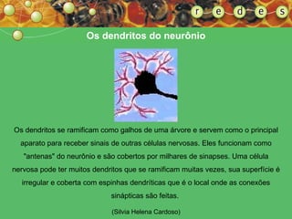 Os dendritos do neurônio Os dendritos se ramificam como galhos de uma árvore e servem como o principal aparato para receber sinais de outras células nervosas. Eles funcionam como "antenas" do neurônio e são cobertos por milhares de sinapses. Uma célula nervosa pode ter muitos dendritos que se ramificam muitas vezes, sua superfície é irregular e coberta com espinhas dendríticas que é o local onde as conexões sinápticas são feitas.  (Silvia Helena Cardoso)‏ 