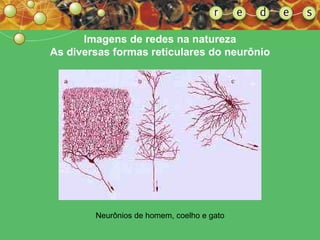 Imagens de redes na natureza As diversas formas reticulares do neurônio Neurônios de homem, coelho e gato 